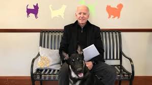 Great northwest german shepherd rescue of oregon. Dogs Are Returning To The White House Biden S German Shepherds Including The First Shelter Pup The Seattle Times