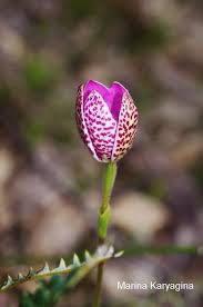 Image result for Elymandra grallata