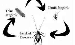 Fase pupa yaitu peralihan antara larva jadi imago, umumnya hewan metamorfosis sempurna yang memiliki fase pupa. Siklus Daur Hidup Jangkrik Contoh Metamorfosis Tidak Sempurna