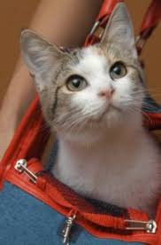 I'm 36 years old and live in the quiet town of washington. Cat Constantly Meows And Drives Owner Crazy Dr Sophia Yin