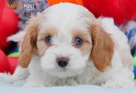 Our puppies are not inexpensive, but my passion for raising exceptional dogs is. Cavachons Dna Health Tested Cavalier King Charles Spaniel X Bichon Frise