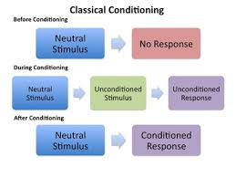 Classical Conditioning Ao1 Ao2 Ao3 Psychology Wizard