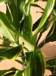 Image result for Dracaena steudneri
