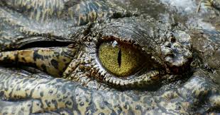 no crocodiles are not immortal natural world earth