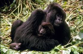 10 Surprising Gorilla Facts For World Gorilla Day