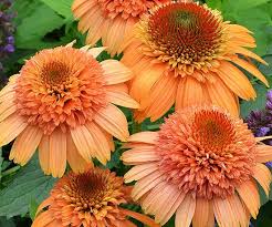 Pin On Plants I Like