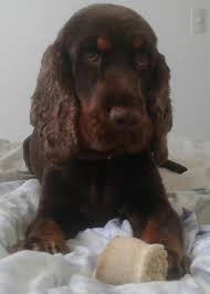 Chocolat The English Cocker Spaniel