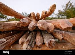 Image result for Androstachys