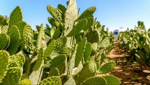 [Image: images?q=tbn%3AANd9GcRWV1N6jBsWVAbTwCmQL...A&usqp=CAU]