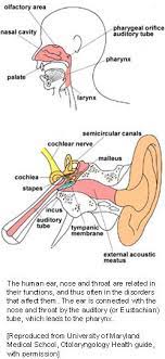 Enjoy this video of normal ear, nose and throat anatomy. Ear Nose And Throat Genes And Disease Ncbi Bookshelf