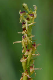 Image result for Liparis nervosa