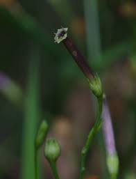 Image result for Schwenckia