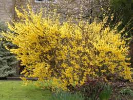 The two best times are early spring and mid fall depending on your hardiness zone. Expert Advice On Growing Forsythia In The Uk