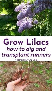 We did not find results for: How To Grow Lilacs From Suckers A Traditional Life