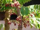 Image result for Phyllanthus manicaensis