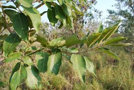 Image result for Combretum collinum