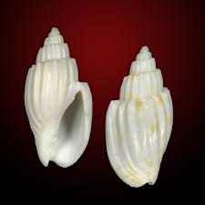 Image result for Scleria patula