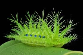 Black And Red Fuzzy Caterpillar Ontario Sinobug Stinging Nettle Slug Caterpillar Cup Moth Limacodidae By Sinobug Itchydogimages On Flickr Pu Er Yunnan In 2020 Caterpillar Insect Weird Insects Moth
