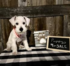 We provide a free lising service for miniature schnauzer breeders to advertise their puppies in austin, corpus christi, dallas, el paso, fort worth, houston, laredo, plano, san antonio and anywhere else in. Miniature Schnauzer Puppies For Sale Dallas Tx 348413