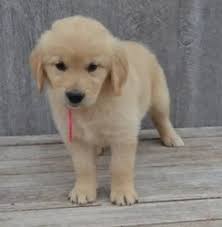 If you are unable to find your golden retriever puppy in our puppy for sale or dog for sale sections, please consider looking thru thousands of golden retriever dogs for adoption. Golden Retriever Puppies For Sale Durban Free Classifieds In South Africa