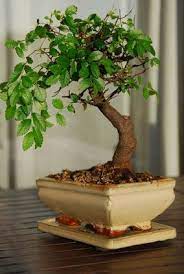How To Grow Bonsai Trees Fast Hunker How To Grow Bonsai Bonsai Tree Types Indoor Bonsai Tree