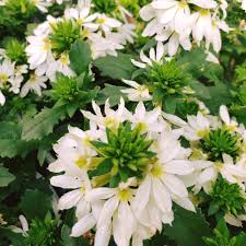 Image result for Scaevola