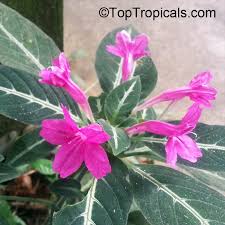 Image result for Ruellia makoyana