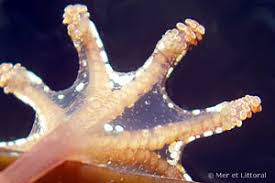 Image result for Carvalhoa campanulata