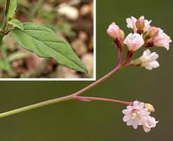 Image result for Boerhavia erecta