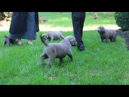 Chocolate lab puppies for sale in nc. Silver Lab Puppies For Sale In Nc 07 2021
