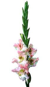 Image result for Gladiolus unguiculatus