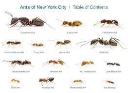 Dr Eleanor S Book Of Common Ants Of New York City Ameisen Biologie