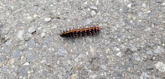 Includes details on what happens when your dog eats a caterpillar. Bugs Of Japan Submission What Kind Of Moth Or Butterfly Will