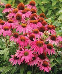 Powwow Wild Berry Echinacea Seeds And Plants Perennial Flower Garden At Burpee Com Flowers Perennials Garden Flowers Perennials Perennial Plants