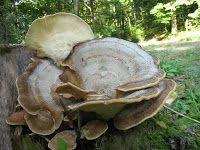 Carik Mantari Meripilus Giganteus