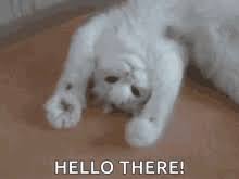 Hello Cat Gifs Tenor