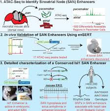 April 1953 in graz) ist ein österreichischer texter, komponist, sänger, gitarrist und grafiker. Atac Seq Reveals An Isl1 Enhancer That Regulates Sinoatrial Node Development And Function Circulation Research
