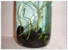 Maybe you would like to learn more about one of these? Cara Menanam Teratai Dari Bijinya Menanam Teratai Di Rumah Dengan Biji