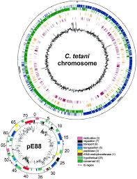 Clostridium tetani es una bacteria letal 1 formadora de esporas y anaerobia.encontrada en los hogares del ser humano y en la comida, en forma de esporas o como parásito en el tracto gastrointestinal de animales, es causante de infecciones muy graves en los humanos, y provoca la enfermedad del tétanos, generalizado: The Genome Sequence Of Clostridium Tetani The Causative Agent Of Tetanus Disease Pnas