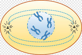 The interphase is the preparation phase for mitosis and it is also the longest phase in the cell cycle. Prophase Interphase Cell Cycle Chromatin Chromosome Prophase Text Sphere Png Pngegg