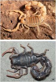 Facts about the arizona bark scorpion, the deathstalkerscorpion, the. Scorpions Of The Brandberg Massif Namibia Species Richness Inversely Correlated With Altitude