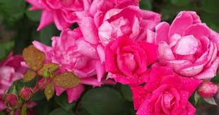 Star roses knockout 18335 double knockout rose, 19cm, red. Double Knockout Roses Care All About Growing Rosa Radtko