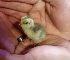 Check spelling or type a new query. How To Raise Quail In Your Backyard