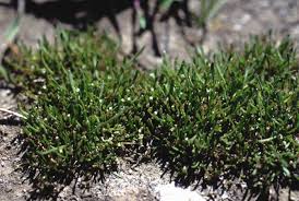 Image result for Limosella