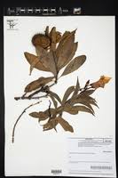 Image result for Alafia orientalis