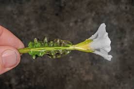 Image result for Ottelia