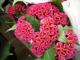 Crested Cockscomb Celosia Fall Plants Flower Identification Beautiful Flowers