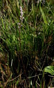 Image result for Drimia hockii