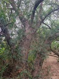 Image result for Afrocarpus usambarensis