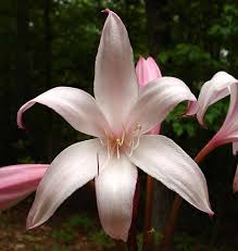 Image result for Crinum rautanenianum